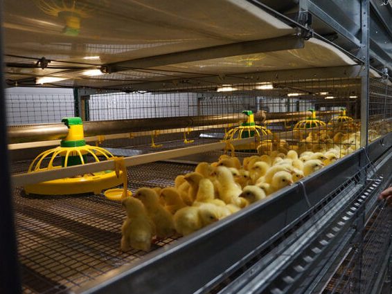 Automatic Broiler Chicken Cage04 Automatic Broiler Chicken Cage04