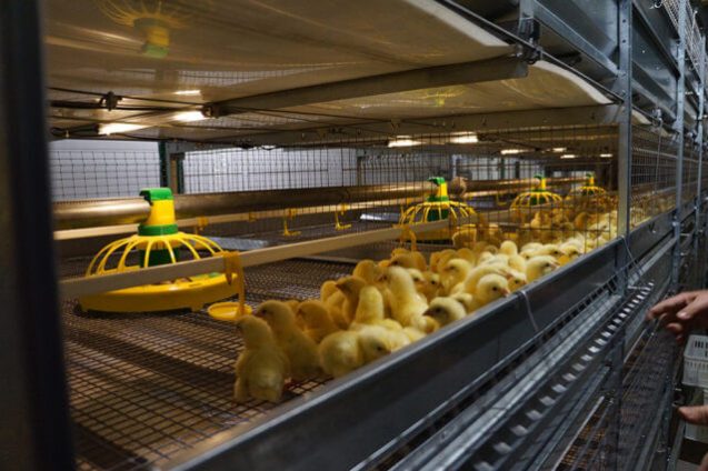 Automatic Broiler Chicken Cage04