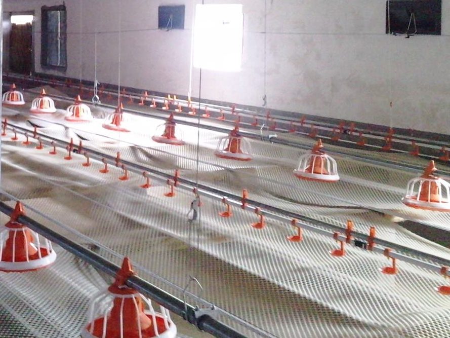 cage free chicken farm system cage free chicken farm system