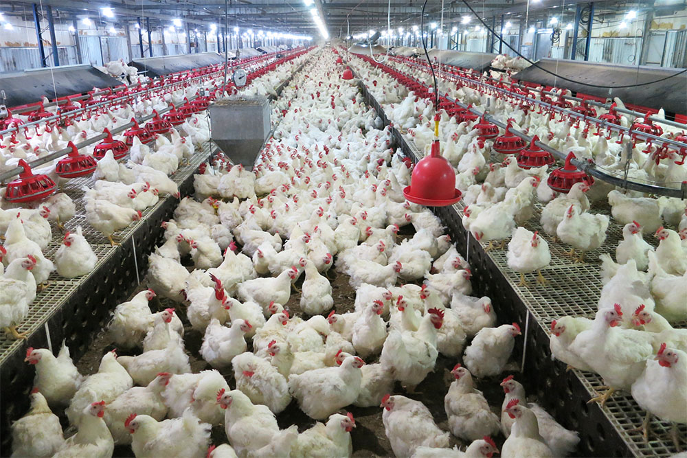 Cage Free Chicken Farming