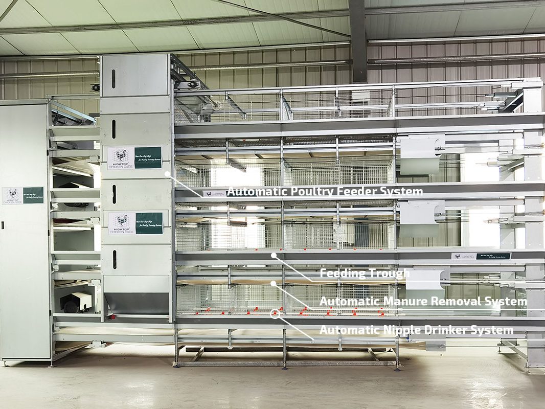 automatic chicks cage system automatic chicks cage system