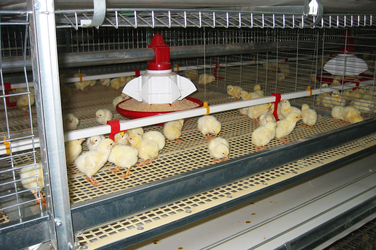 broiler chicken farming