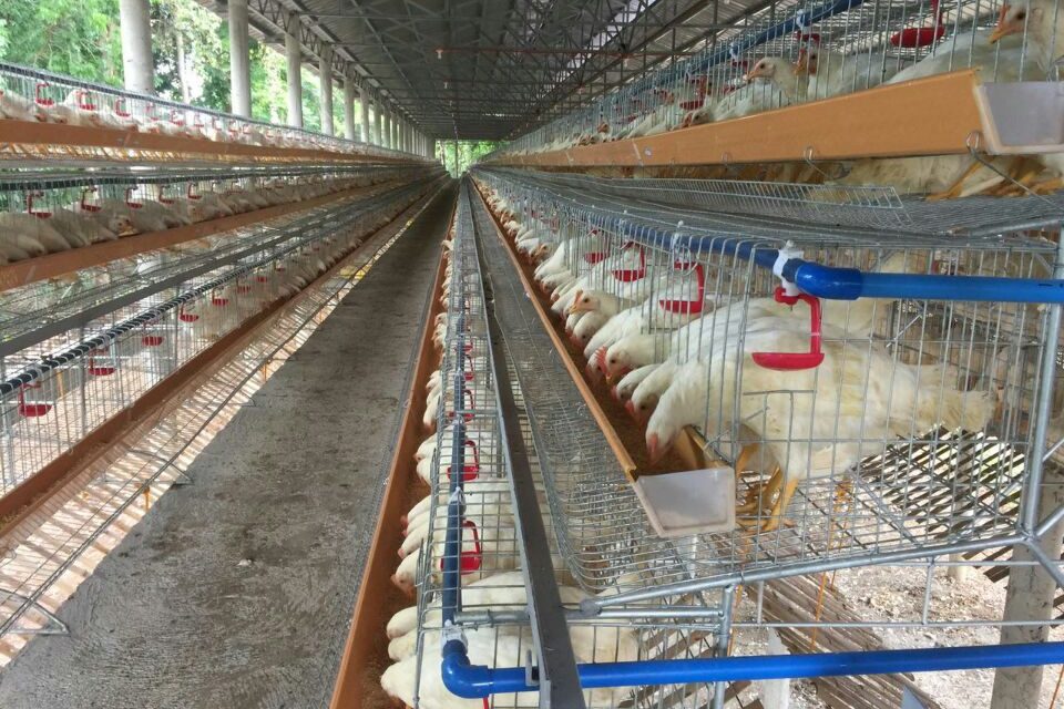 720° Panorama Poultry Farm Project